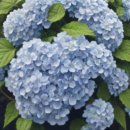 https://eventokh.com/uploads/img/1726765301_hydrangea.jpg